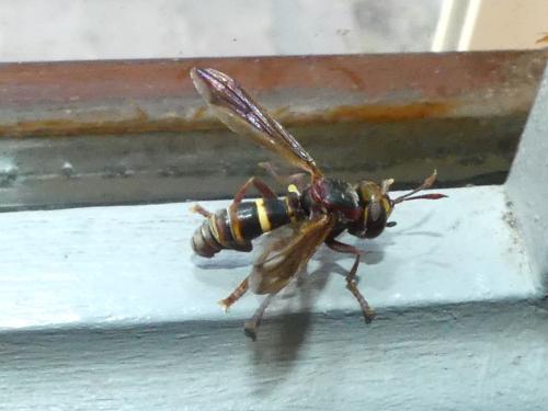 Conops vesicularis